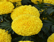 Load image into Gallery viewer, Large Flower Marigold (ਵੱਡਾ ਫੁੱਲ ਗੇਂਦਾ)