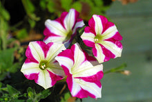 Load image into Gallery viewer, Petunia