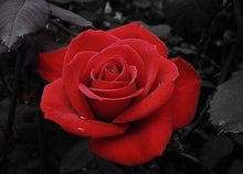 Load image into Gallery viewer, Perennial Rosebush (ਗੁਲਾਬ)