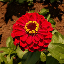 Load image into Gallery viewer, Zinnia