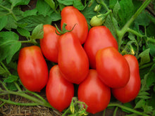 Load image into Gallery viewer, Full Tray (48 Plants) Roma Tomato (ਰੋਮਾ ਟਮਾਟਰ)