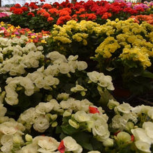 Load image into Gallery viewer, Begonia