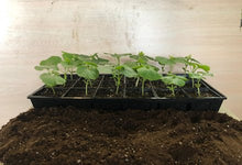 Load image into Gallery viewer, Full Tray (18 Plants) Indian Bitter Melon (ਦੇਸੀ ਕਰੇਲਾ)