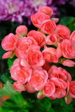 Load image into Gallery viewer, Begonia