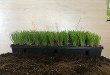 Load image into Gallery viewer, Full Tray (12 box) White Spanish Onion (ਚਿੱਟਾ ਪਿਆਜ਼)