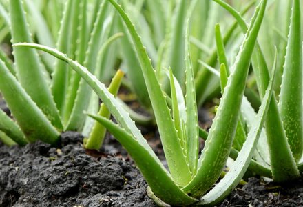 aloe vera plant calgary Extra Large Aloe Vera (ਕੁਆਰ) – Malhi Farm