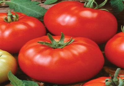 Beefsteak Tomato (ਵੱਡਾ ਟਮਾਟਰ)