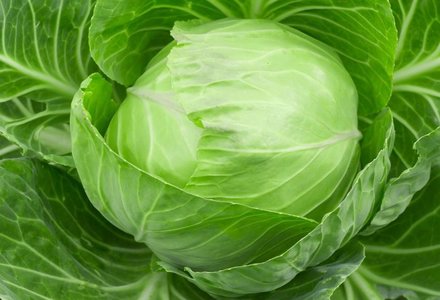Cabbage (ਬੰਦ ਗੋਭੀ)
