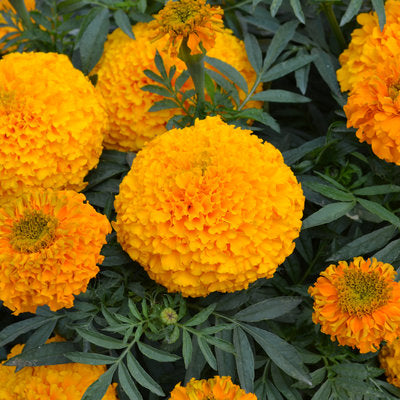Large Flower Marigold (ਵੱਡਾ ਫੁੱਲ ਗੇਂਦਾ)