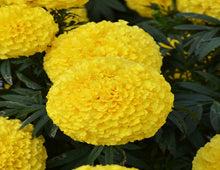 Load image into Gallery viewer, Large Flower Marigold (ਵੱਡਾ ਫੁੱਲ ਗੇਂਦਾ)

