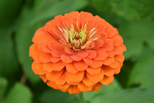 Load image into Gallery viewer, Zinnia
