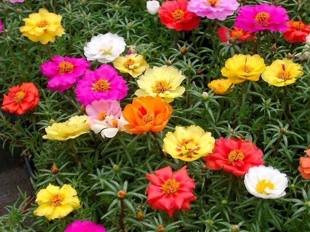 Happy Hour Portulaca (ਦੁਪਹਿਰ ਖਿੜੀ)