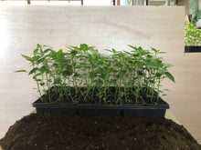 Load image into Gallery viewer, Full Tray (48 Plants) of Long Cayenne Pepper (ਲੰਬੀ ਕੌੜੀ ਮਿਰਚ)
