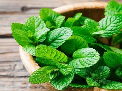 Peppermint (ਪੁਦੀਨਾ)