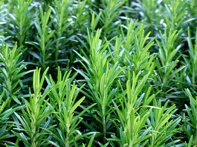 Rosemary (ਰੋਜ਼ਮੇਰੀ)