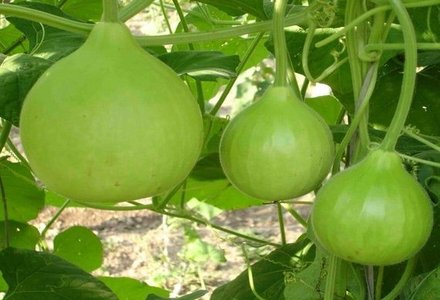 Indian Round Bottle Gourd (ਦੇਸੀ ਗੋਲ ਘੀਆ ਕੱਦੂ)