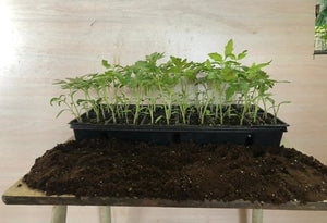 Full Tray (48 Plants) Roma Tomato (ਰੋਮਾ ਟਮਾਟਰ)
