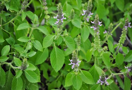 Holy Basil: Medicinal Herb (ਤੁਲਸੀ)