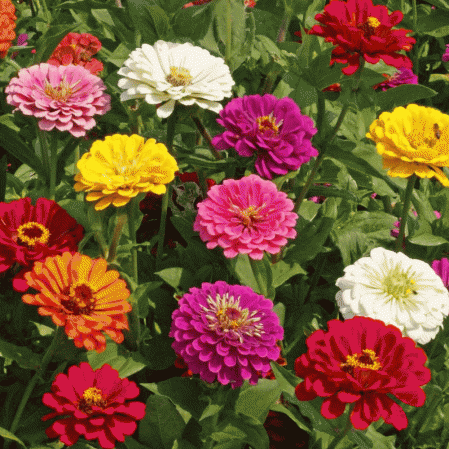 Zinnia – Malhi Farm