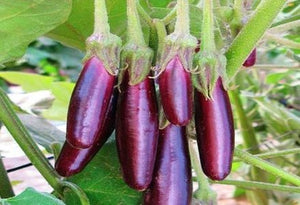 Little Finger Eggplant (ਲੰਮਾ ਬੈਂਗਣ)