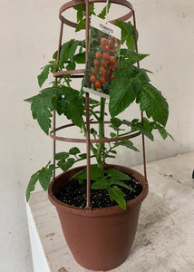 Potted Cherry Tomato Tree (ਚੈਰੀ ਟਮਾਟਰ)